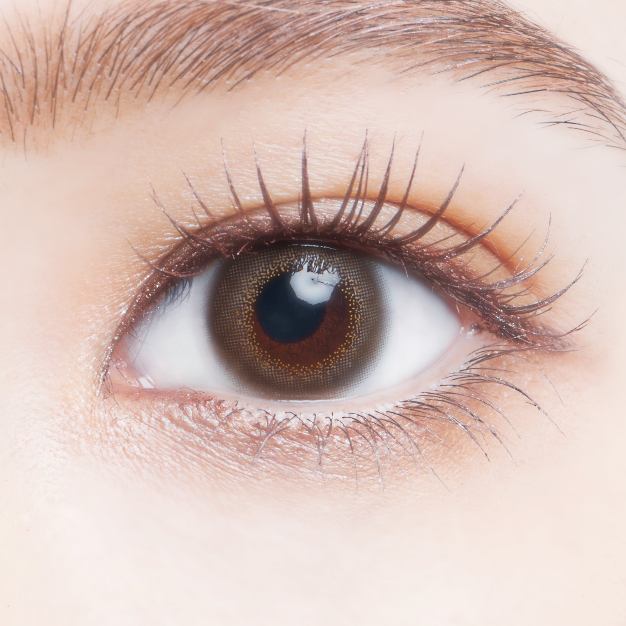 kalmia (en particulier laurier de montagne, Kalmia latifolia)Gris | 1 jour