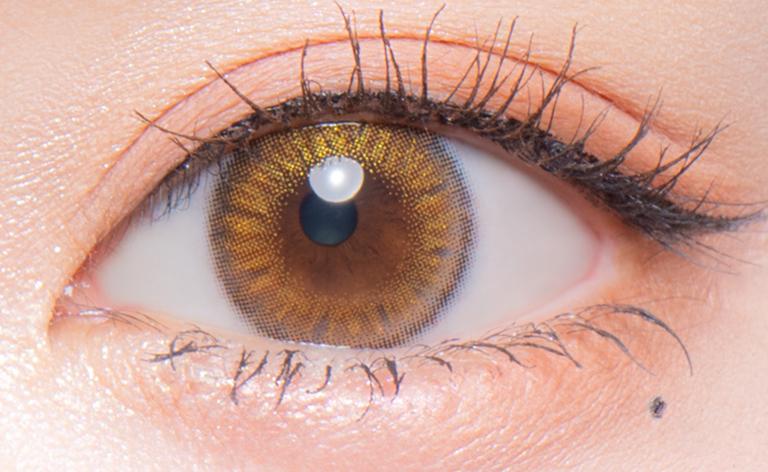 شيبويا | 1 يوم