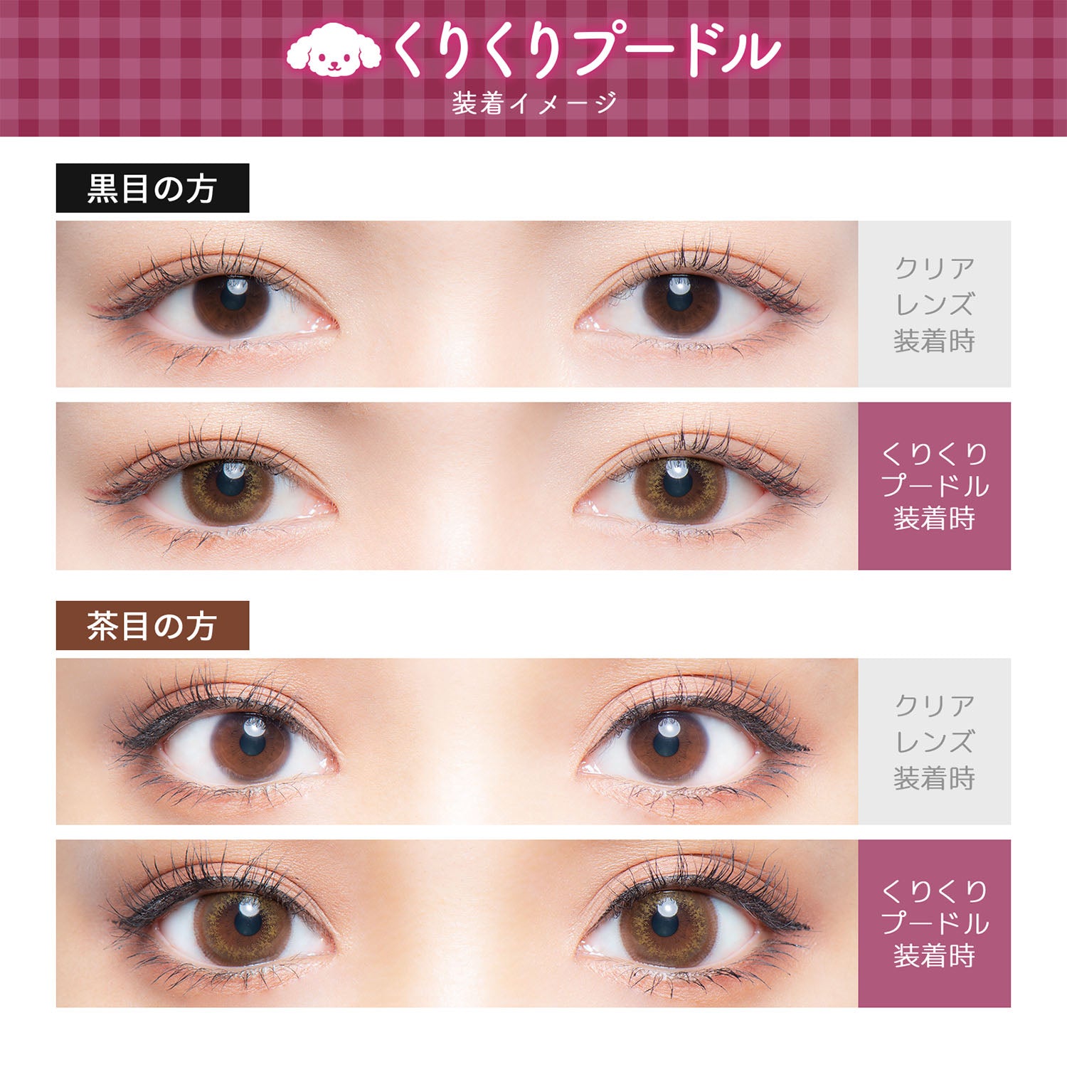 쿠리쿠리 푸들 | 쿠리쿠리 푸들 1일용