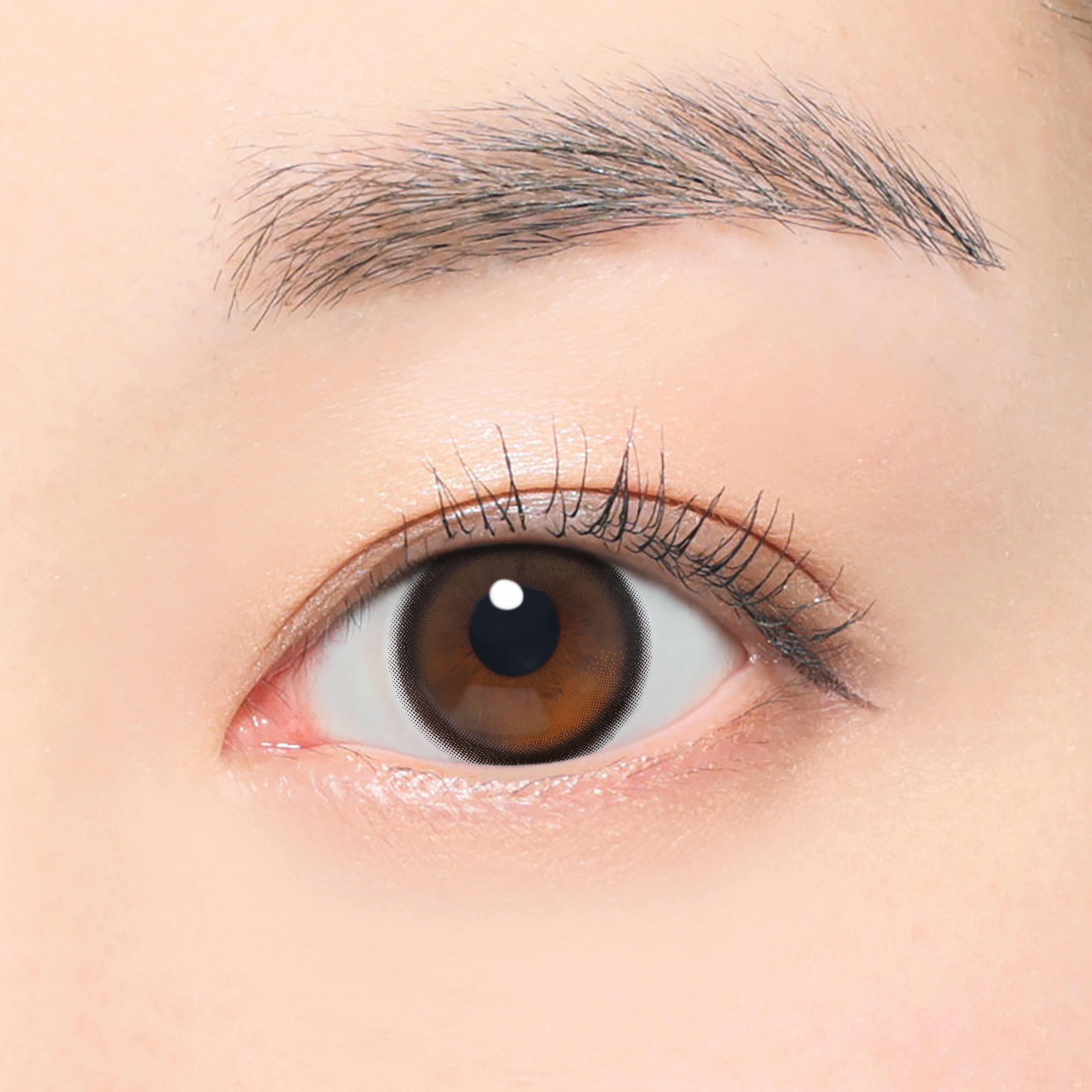 Queue de cheval |. 1 jour