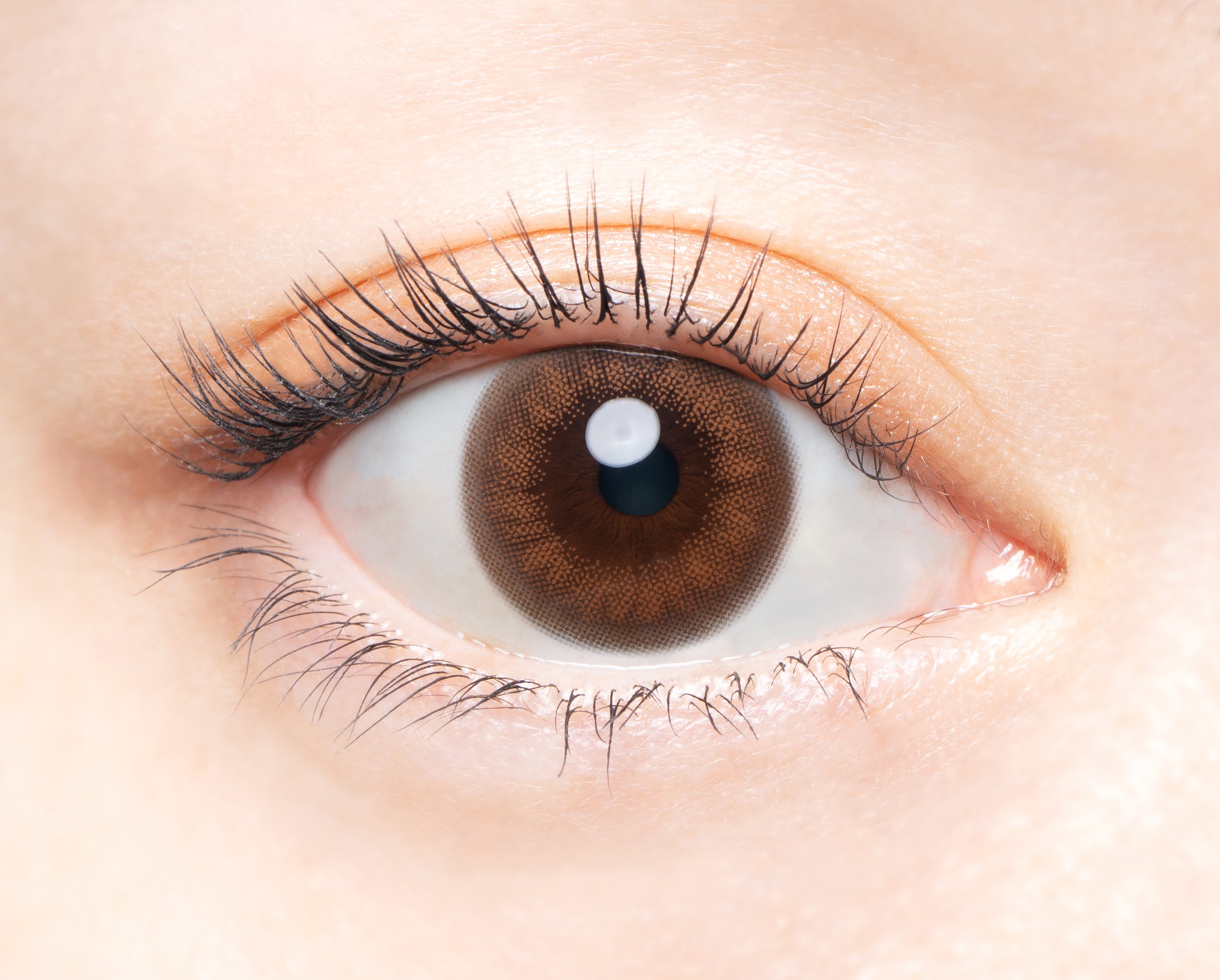 Vinteeji Bear | 1hari