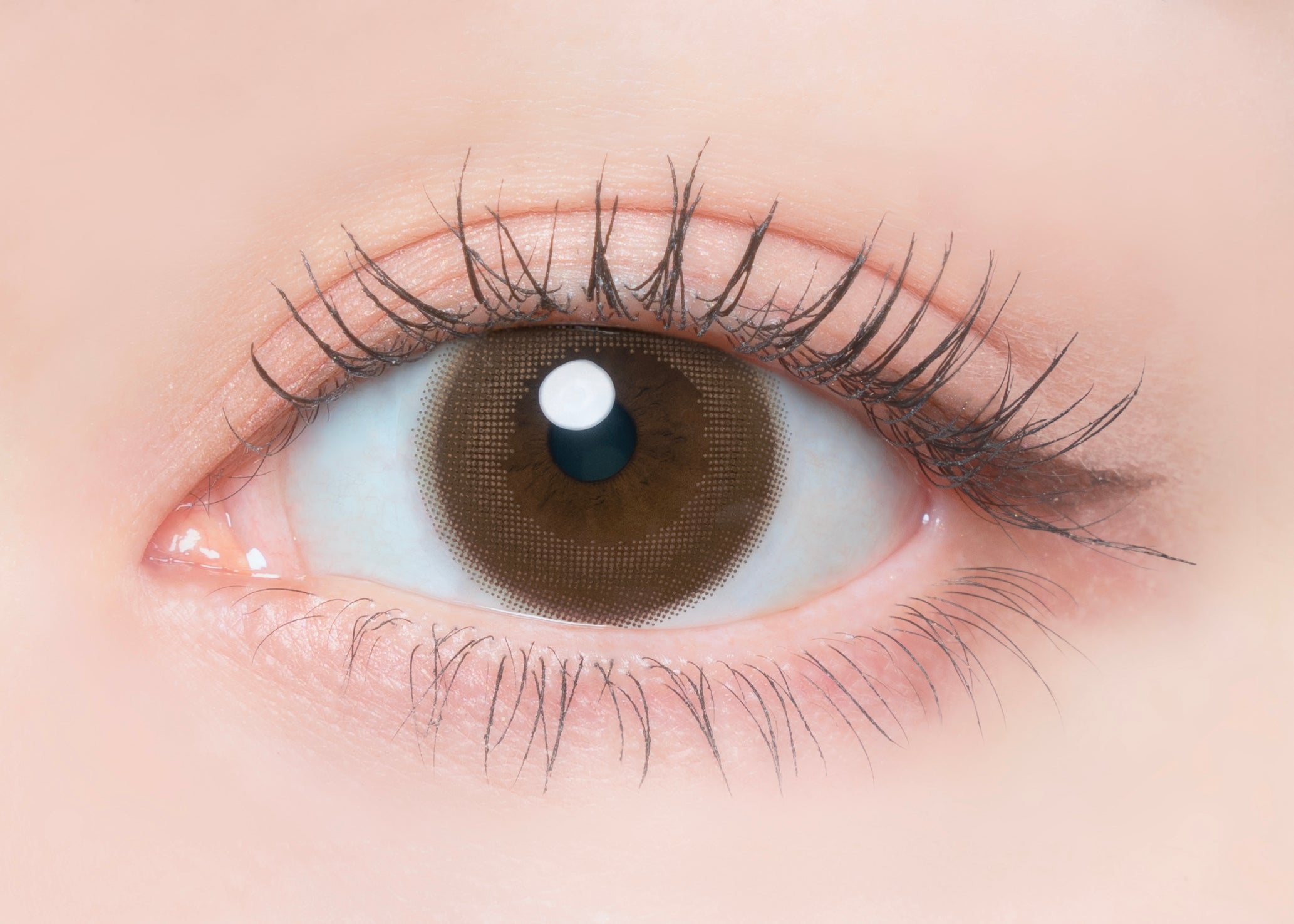 Kinako rollt |. 1Tag