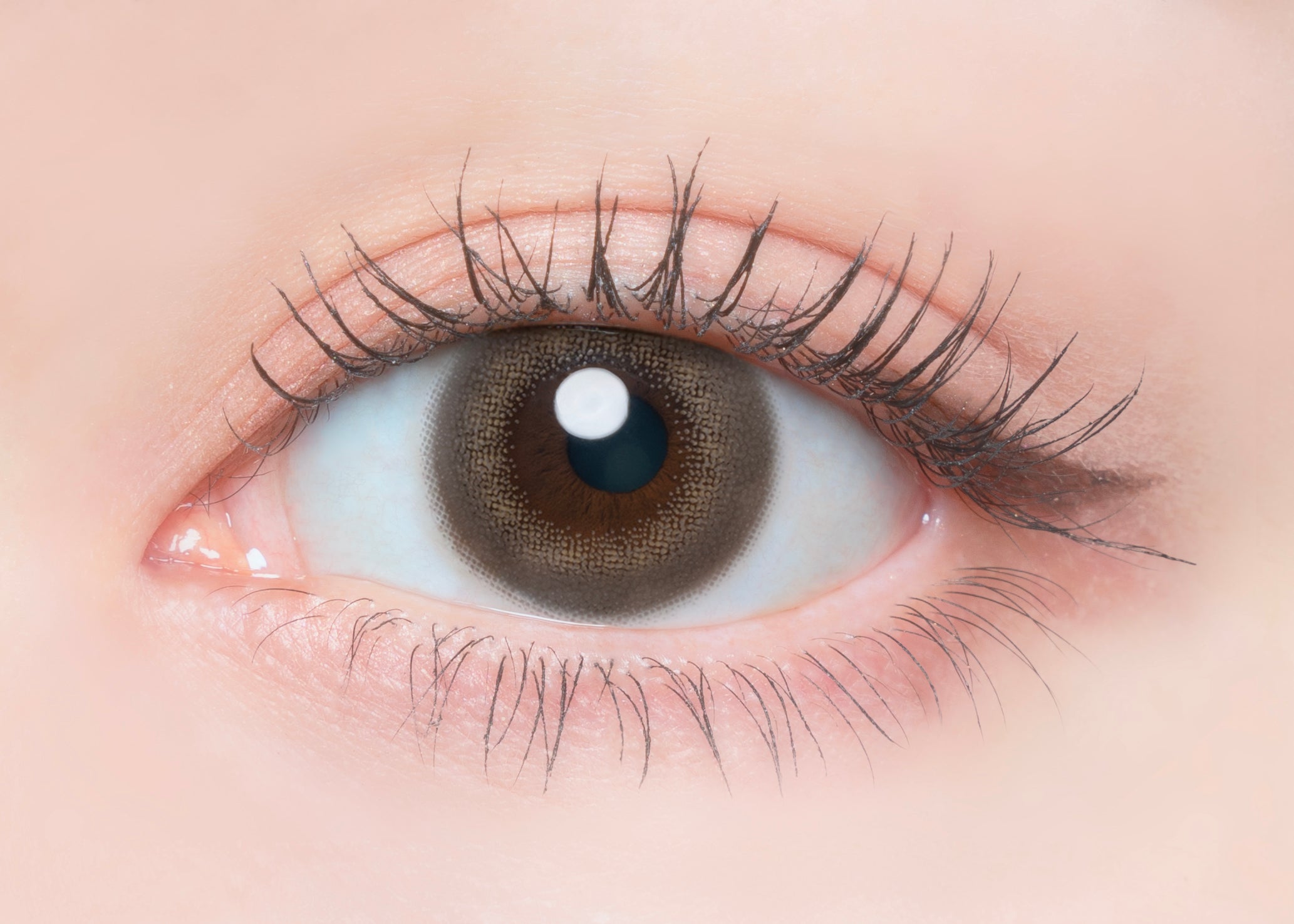 Muschel Blume Mond | 1Tag