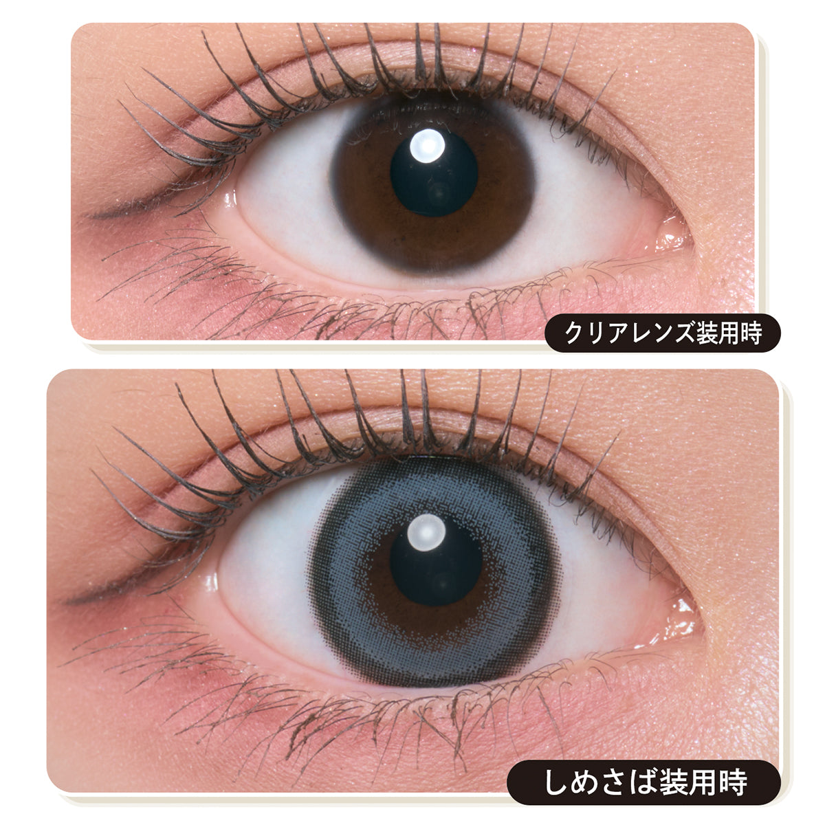 sgombro a becco d'arancia (Scomberomorus niphonius) 1 giorno