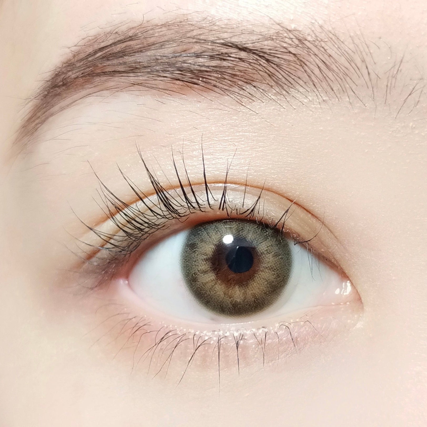 Iris beige [BARRIEYES] | 1day 