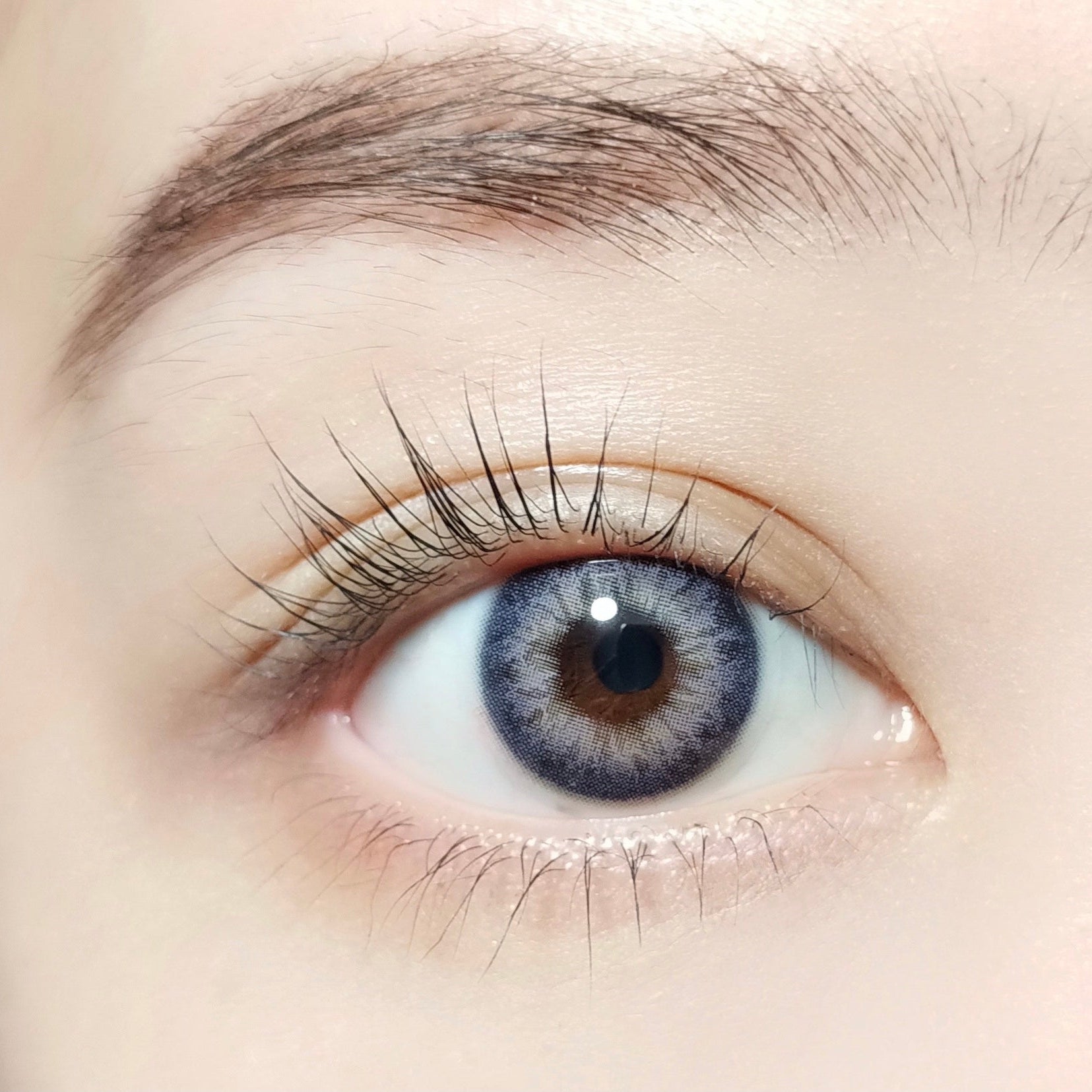 Iris Violet [BARRIEYES] | 1day 