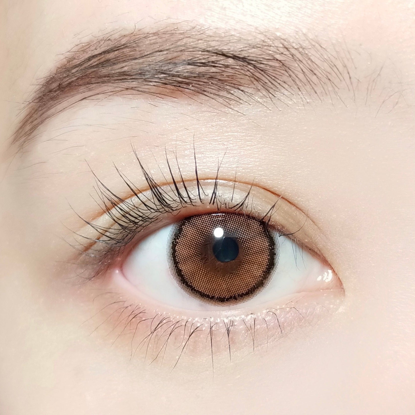 بيرل براون [BARRIEYES] | 1day 