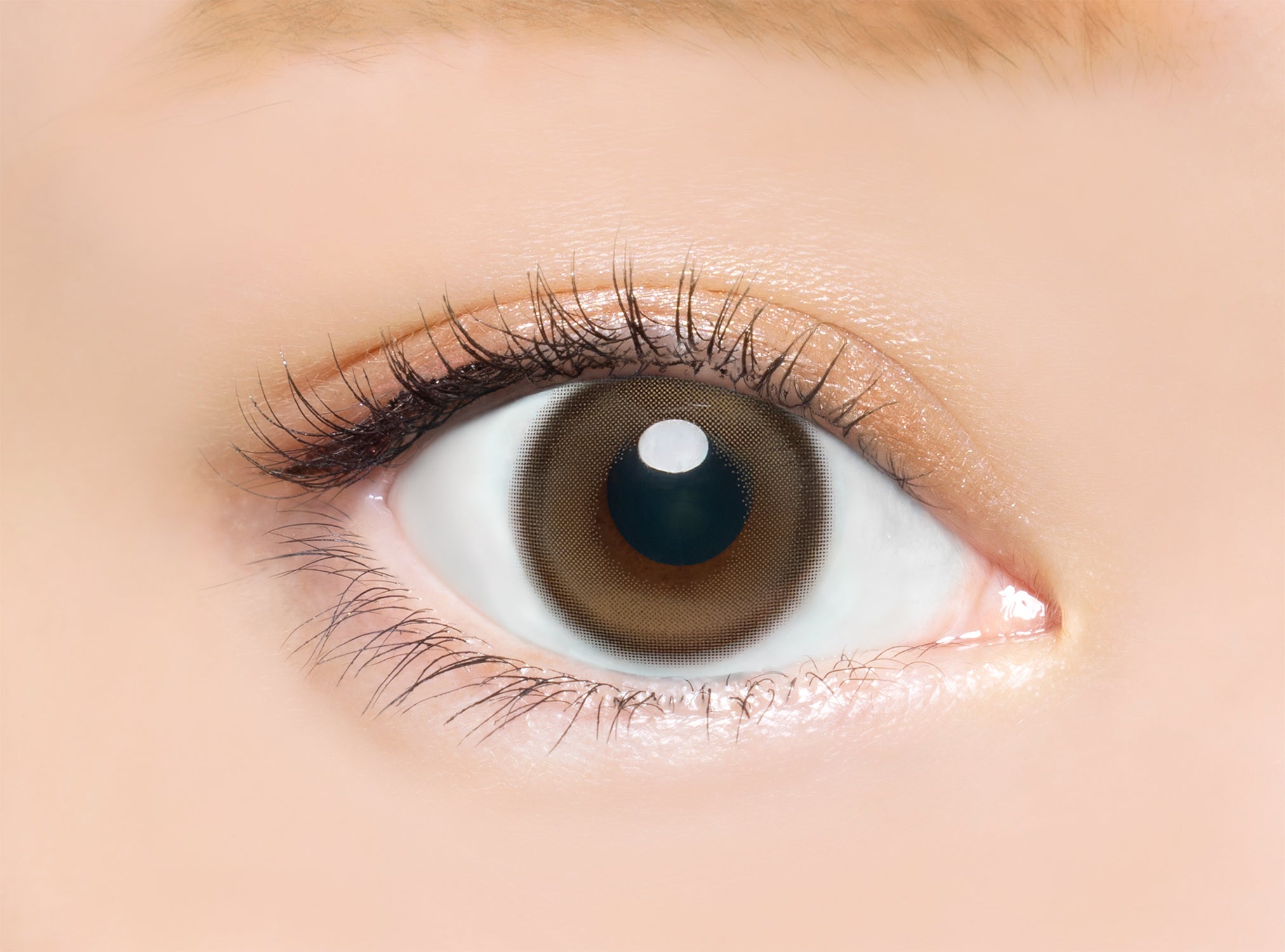 Schneekokor [Bambi Serie] | 1day 