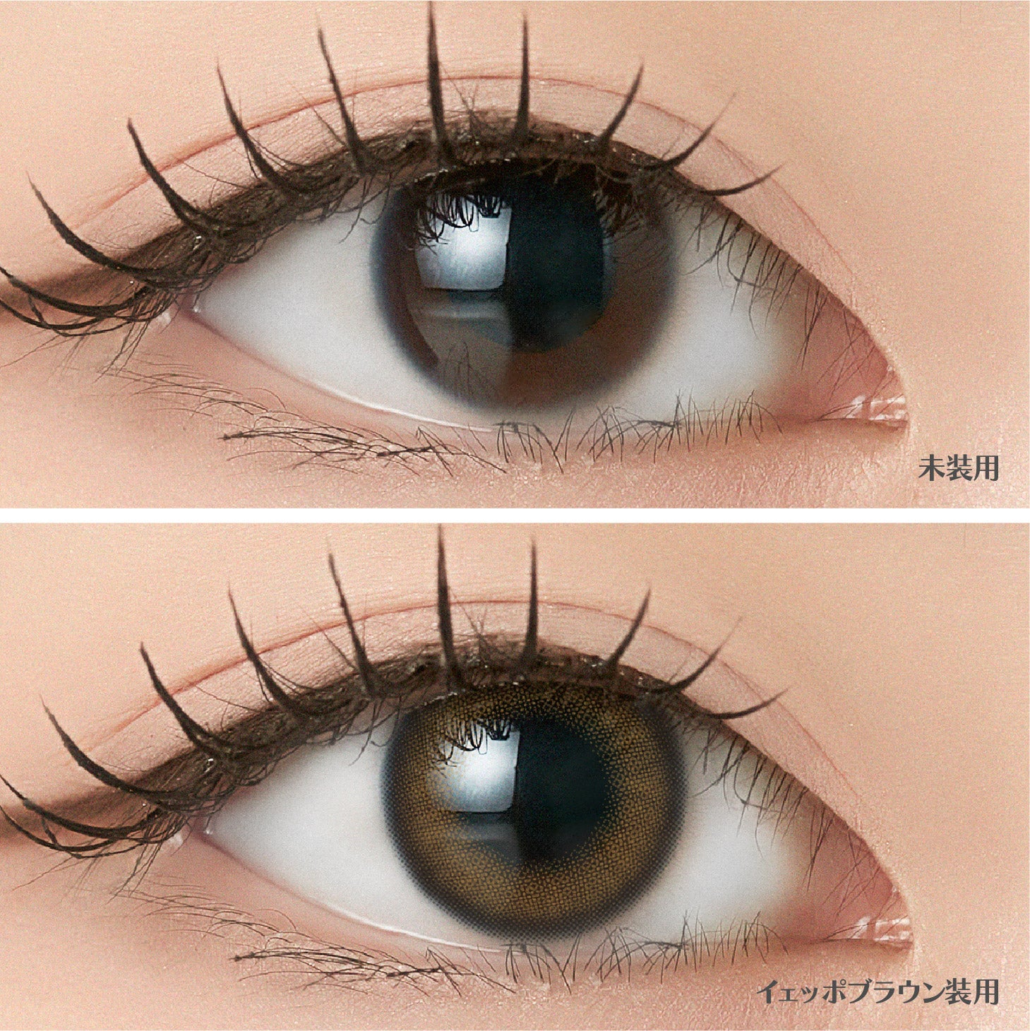 イェッポブラウン [ANGÉLIQUE] | 1dayカラコン - DIA14.2mm | Push!Color