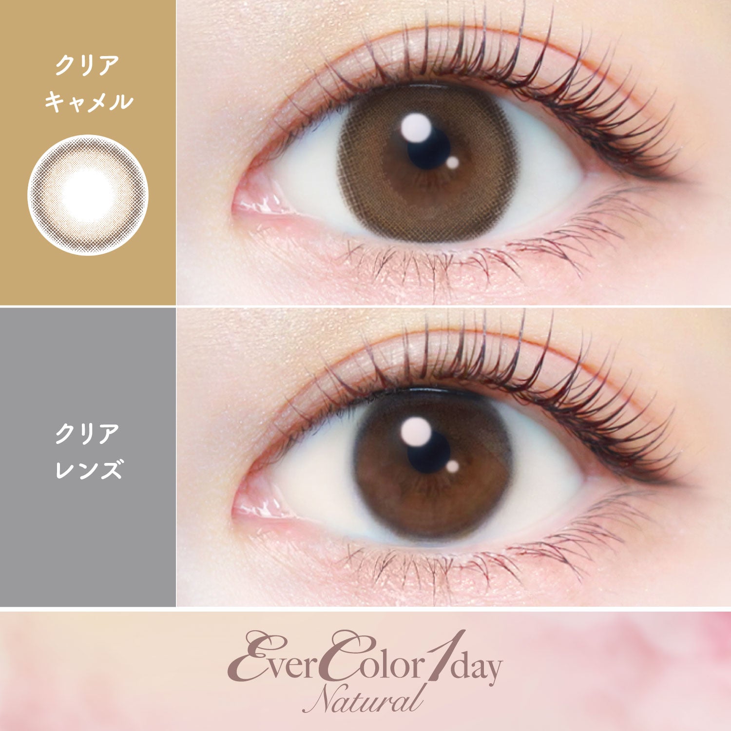 Clear Camel | EverColor 1day Natural Colored Contact Lens | Push!Color