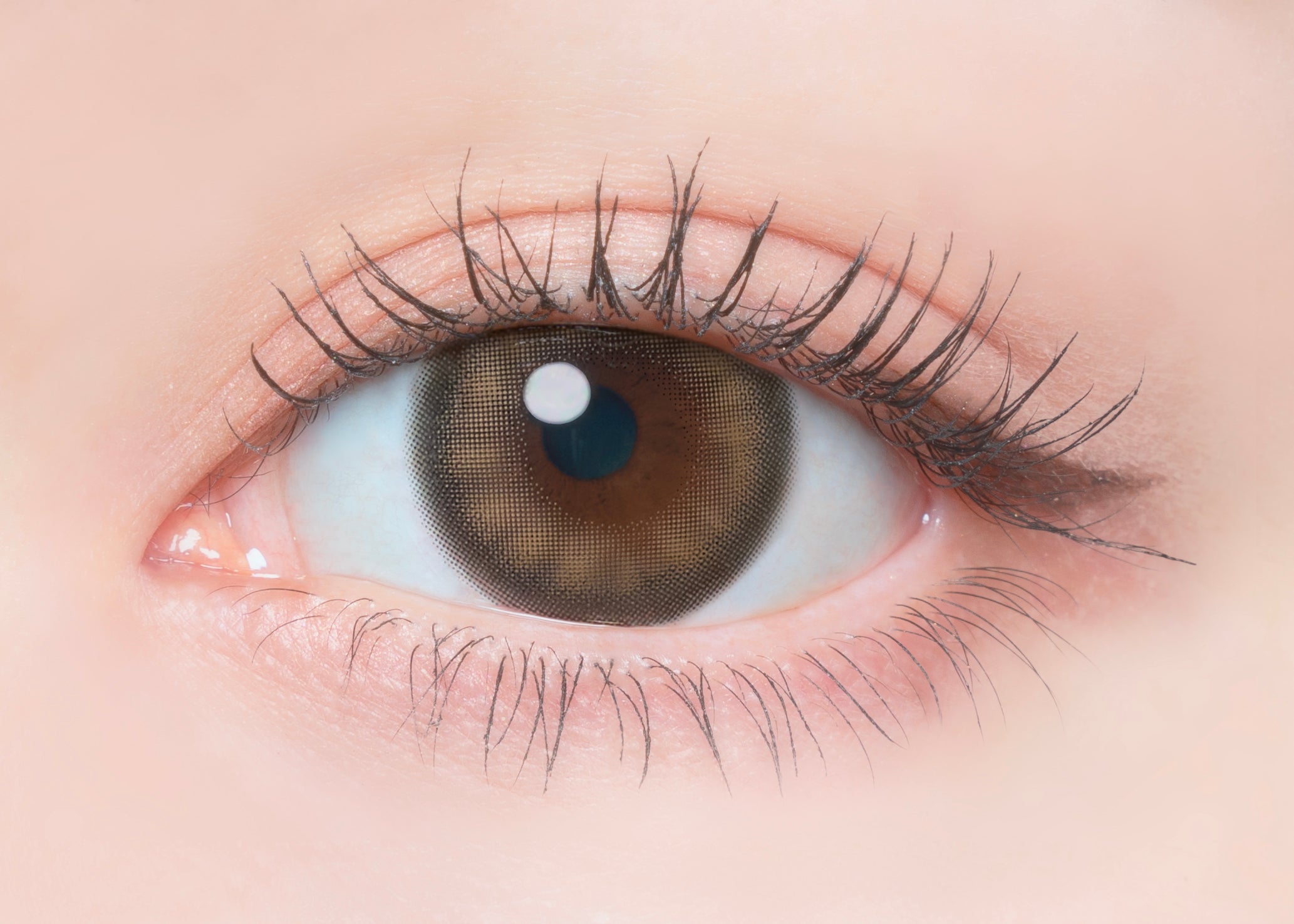 Lait [FLANMY] | 1day 